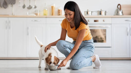 Dog food shop with vitamin b